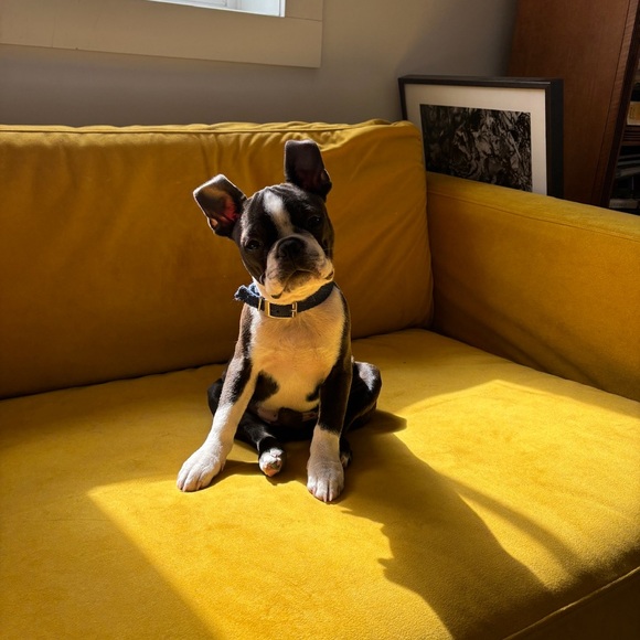 BEMZ brand mustard yellow velvet slipcover for IKEA Karlstad 3-seater sofa. - Picture 3 of 3